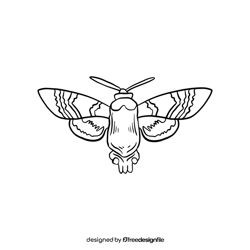 Cossina insect black and white clipart
