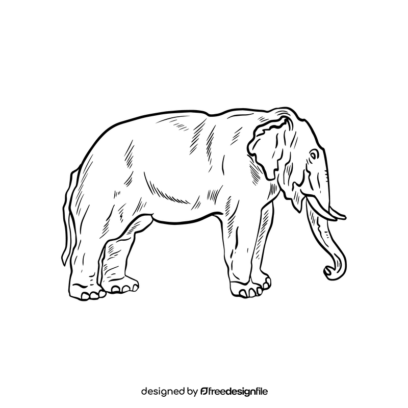 Elephant animal drawing black and white clipart
