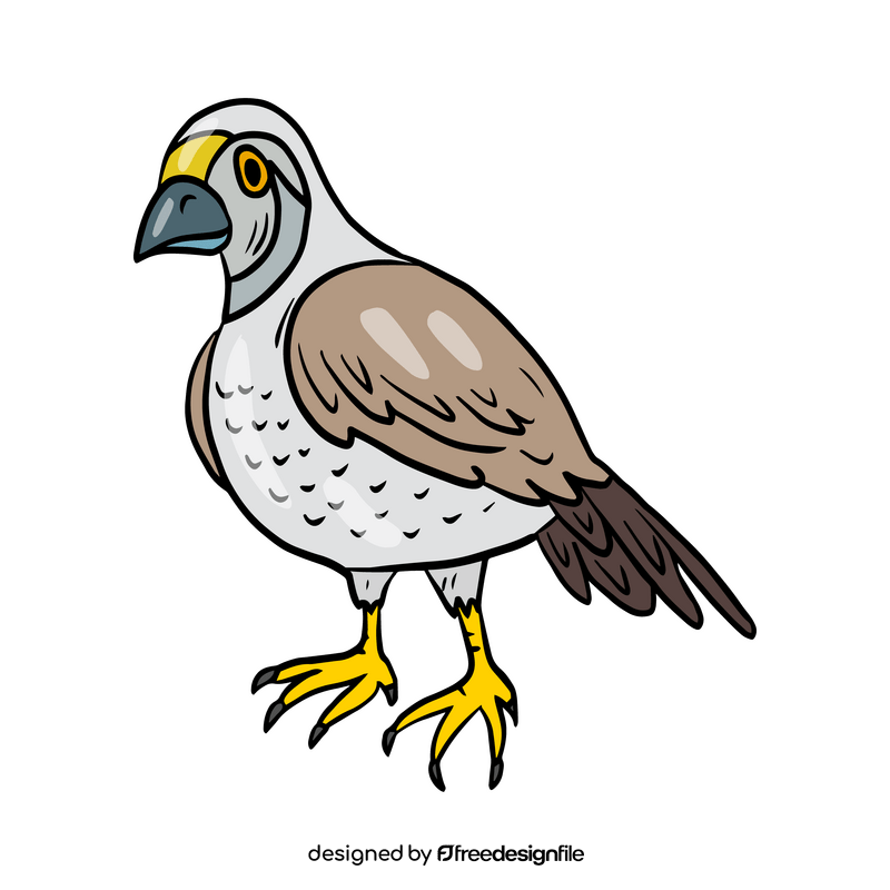 Hawk bird clipart