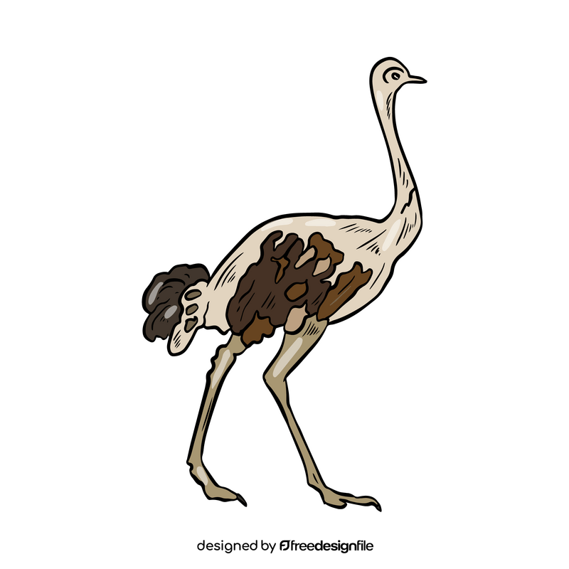 Ostrich struthio clipart
