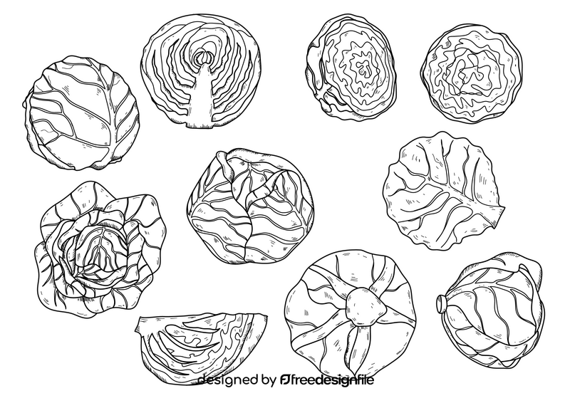 Cabbage drawing set black and white vector