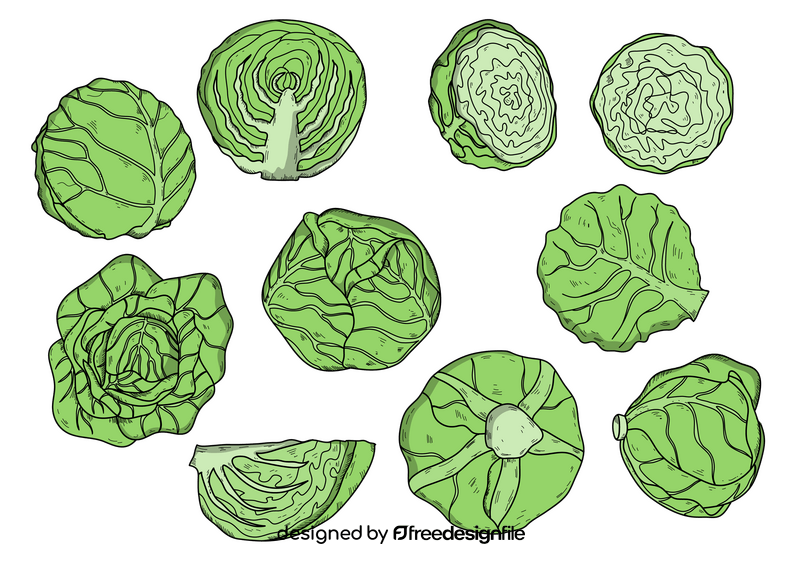 Cabbage drawing set vector