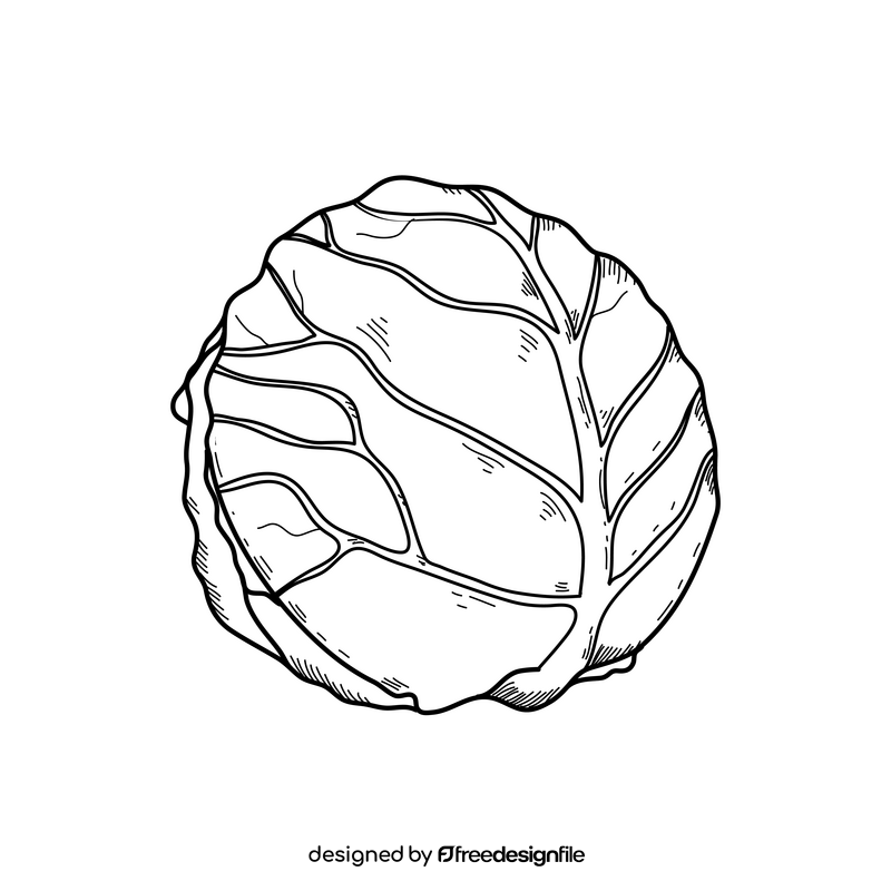 Cabbage drawing black and white clipart