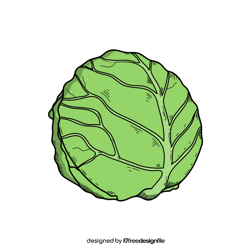 Cabbage drawing clipart
