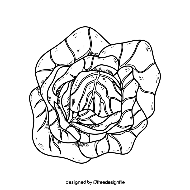 Cabbage realistic drawing black and white clipart