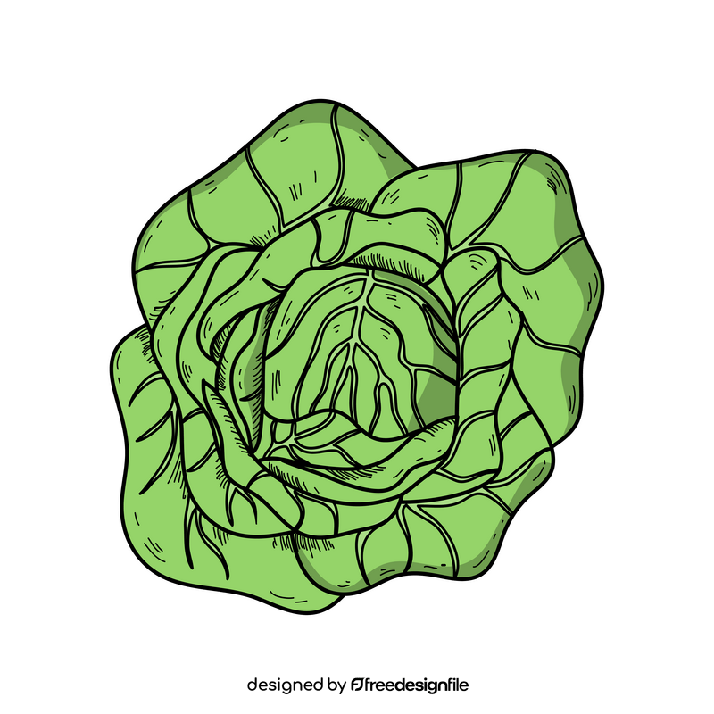 Ink sketch of cabbage - Stock Illustration [65002810] - PIXTA