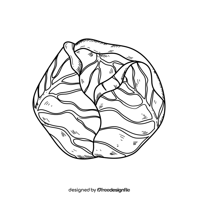 Easy cabbage drawing black and white clipart