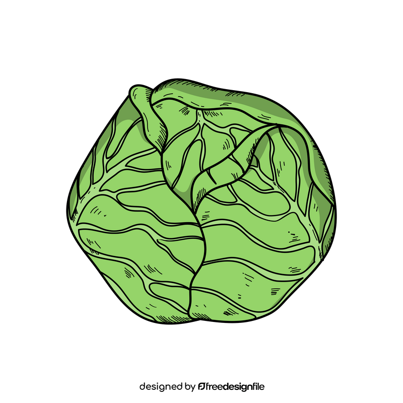 Easy cabbage drawing clipart