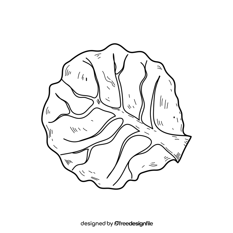 Simple cabbage drawing black and white clipart