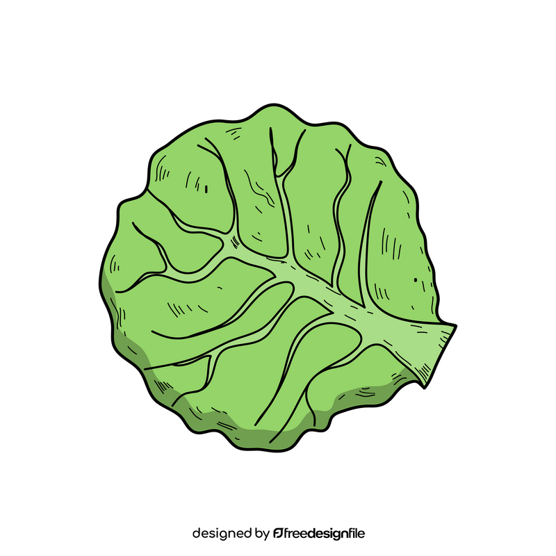 Simple cabbage drawing clipart