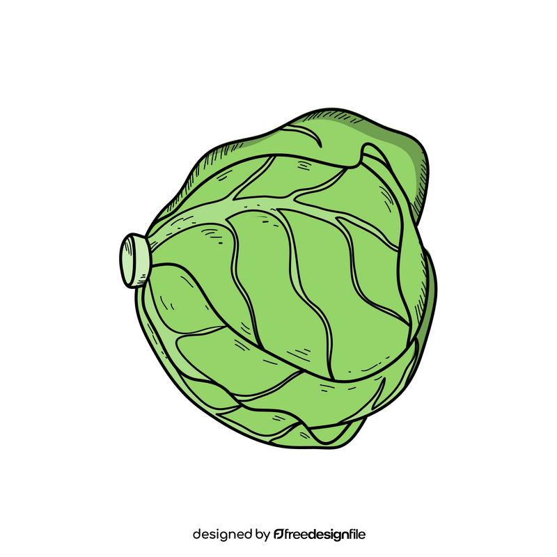 Cabbage vegetable drawing clipart