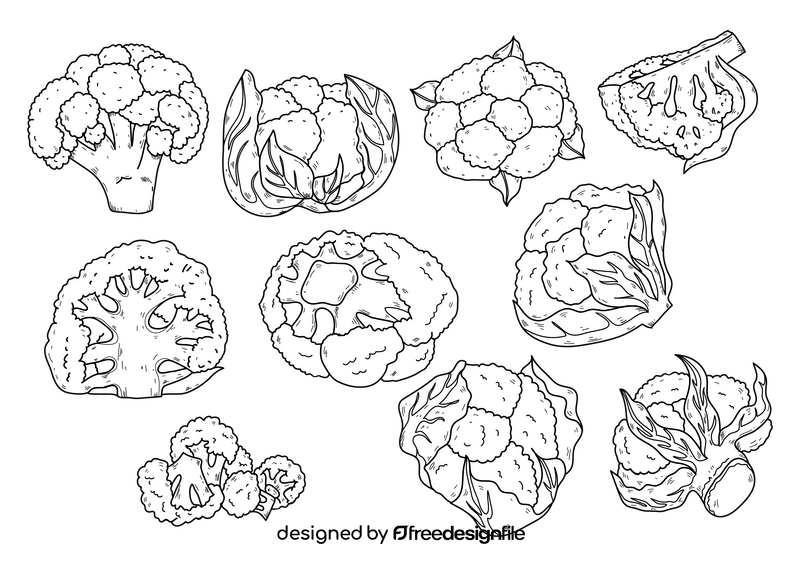 Cauliflower drawing set black and white vector