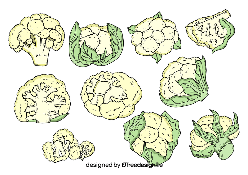 Cauliflower drawing set vector