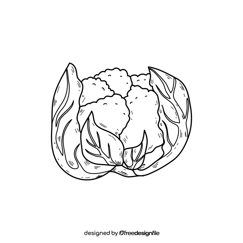 Cauliflower realistic drawing black and white clipart