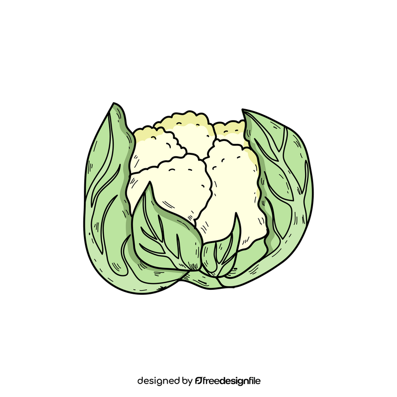 Cauliflower realistic drawing clipart