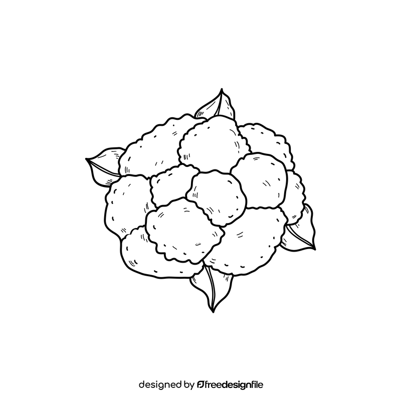 Cauliflower drawing black and white clipart