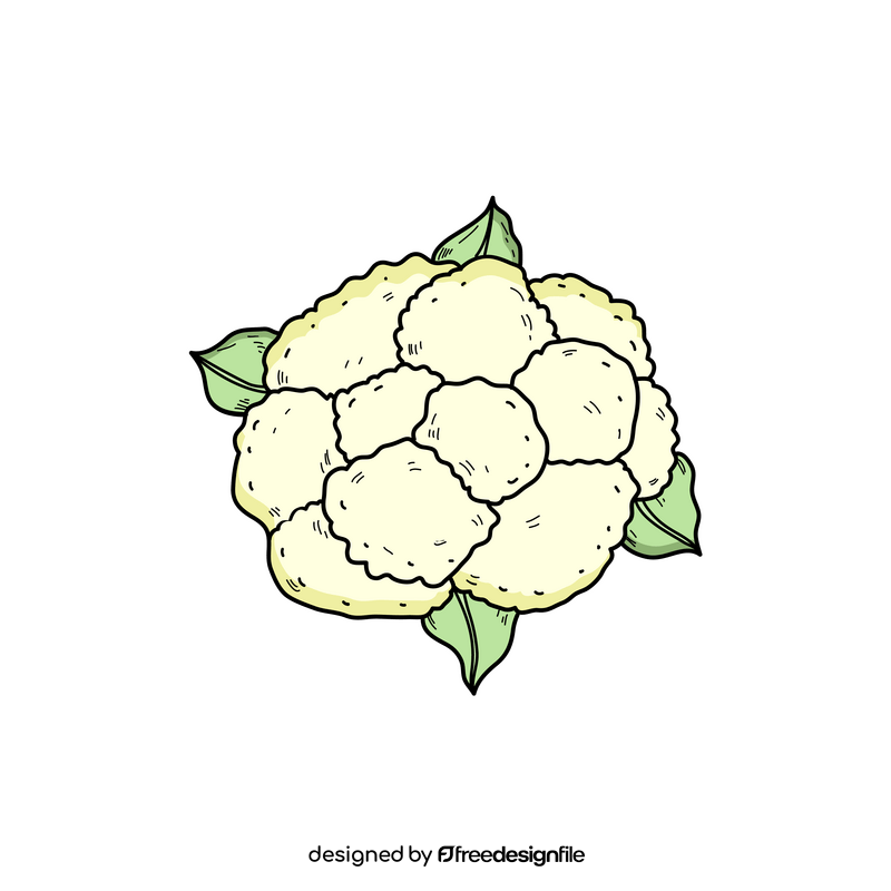 Cauliflower drawing clipart