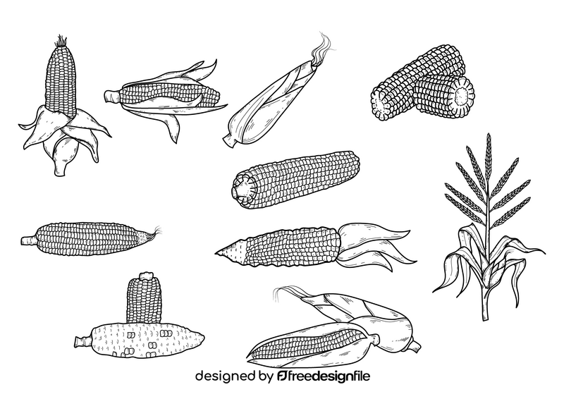 Corn drawing set black and white vector