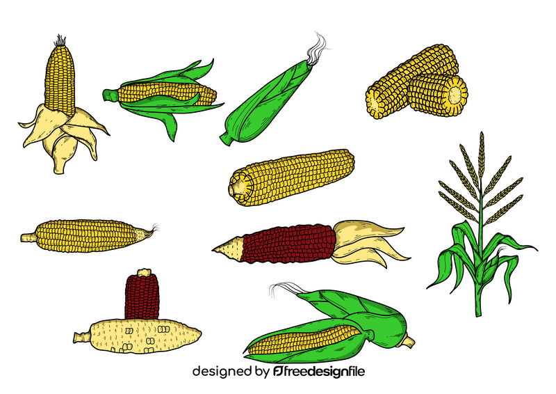 Corn drawing set vector