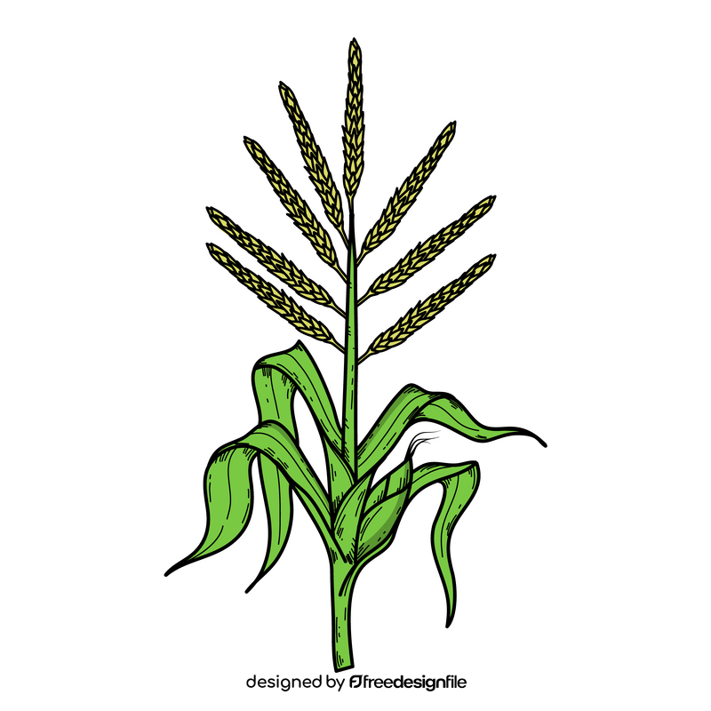Corn plant clipart