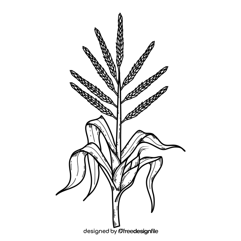 Corn plant drawing black and white clipart