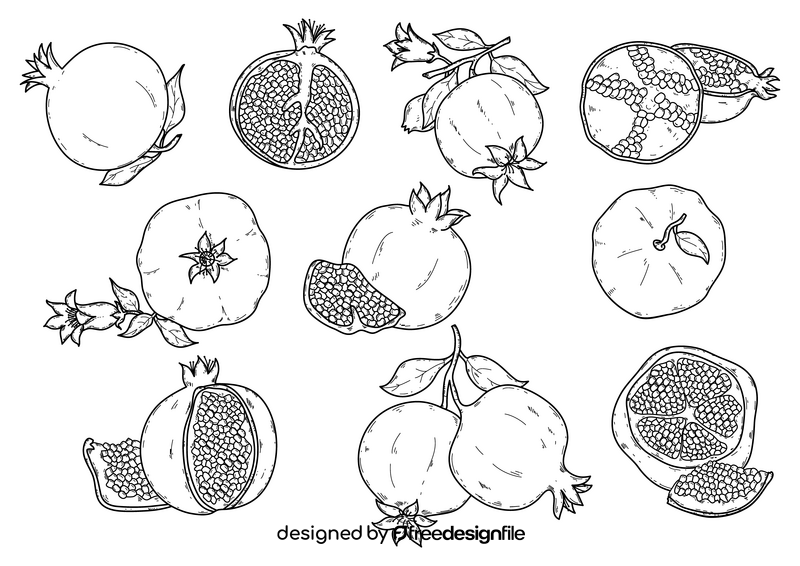 Pomegranate drawing set black and white vector