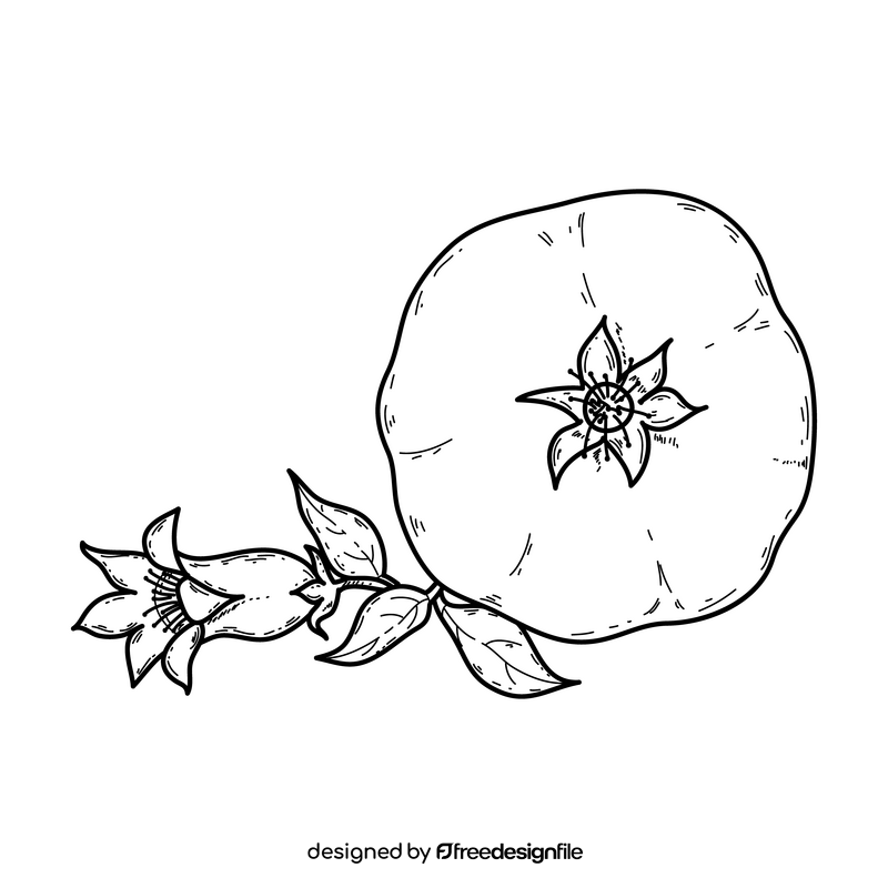 Pomegranate with flower drawing black and white clipart