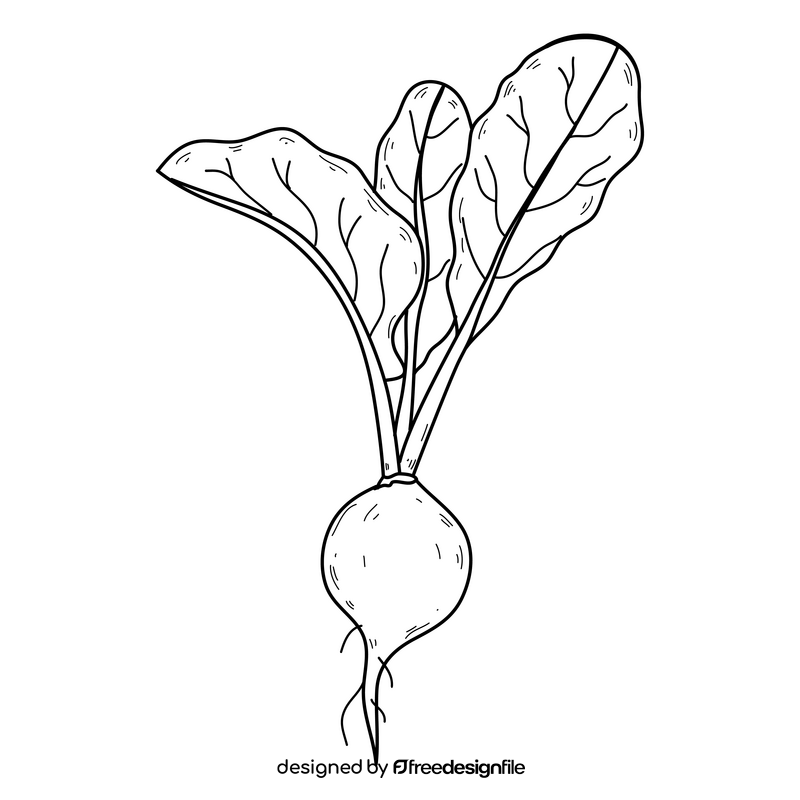 Radish vegetable drawing black and white clipart