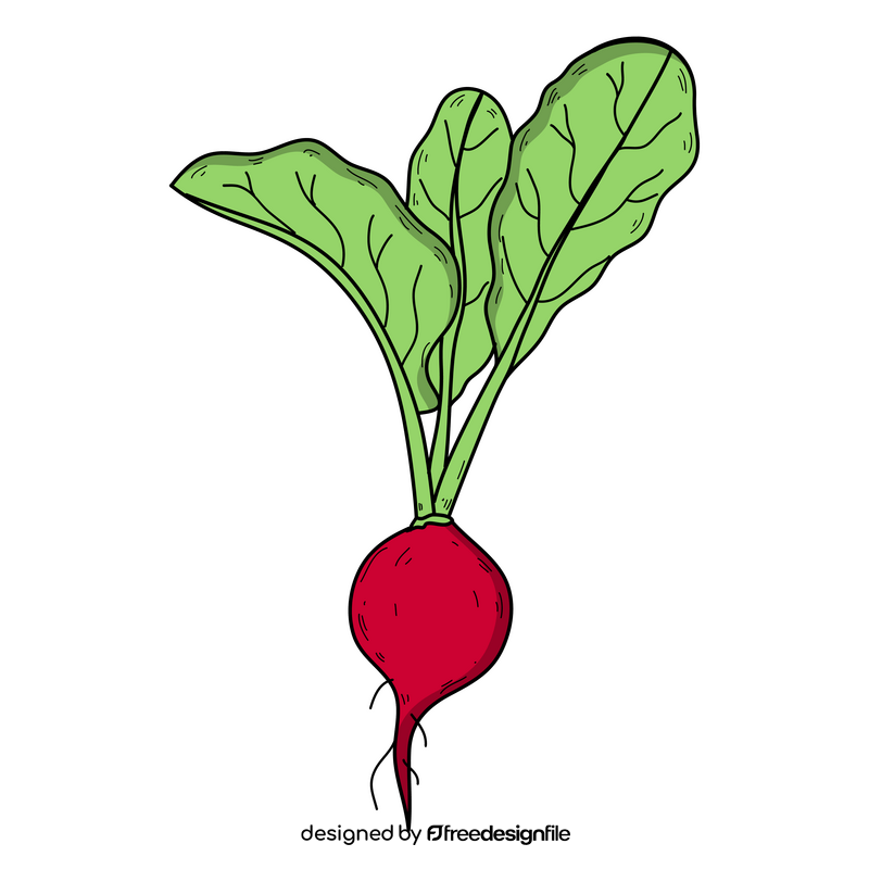 Radish vegetable drawing clipart