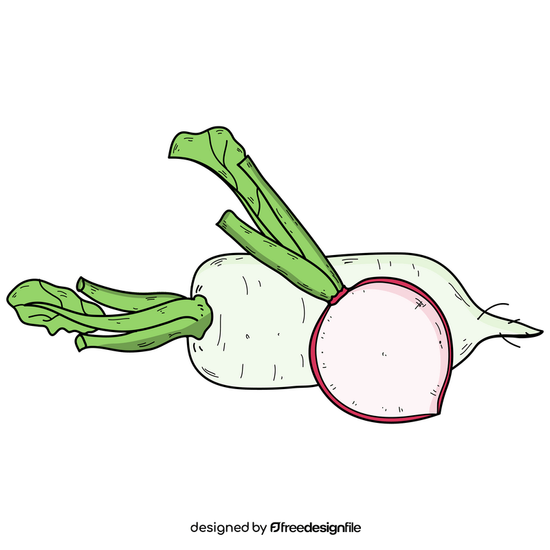 Radish vegetable clipart