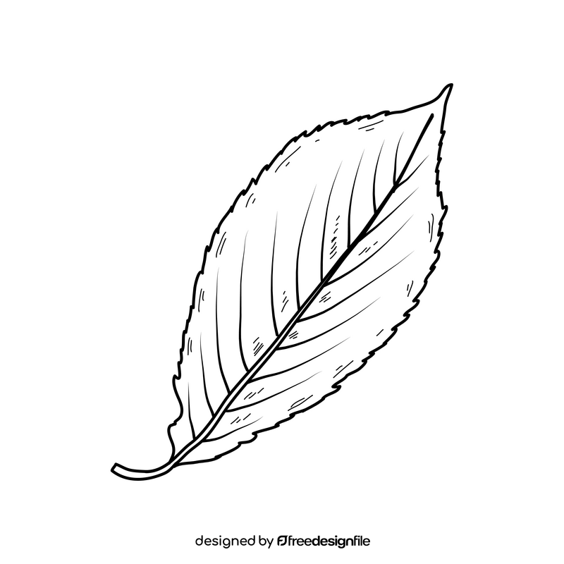 Fall leaf line drawing black and white clipart