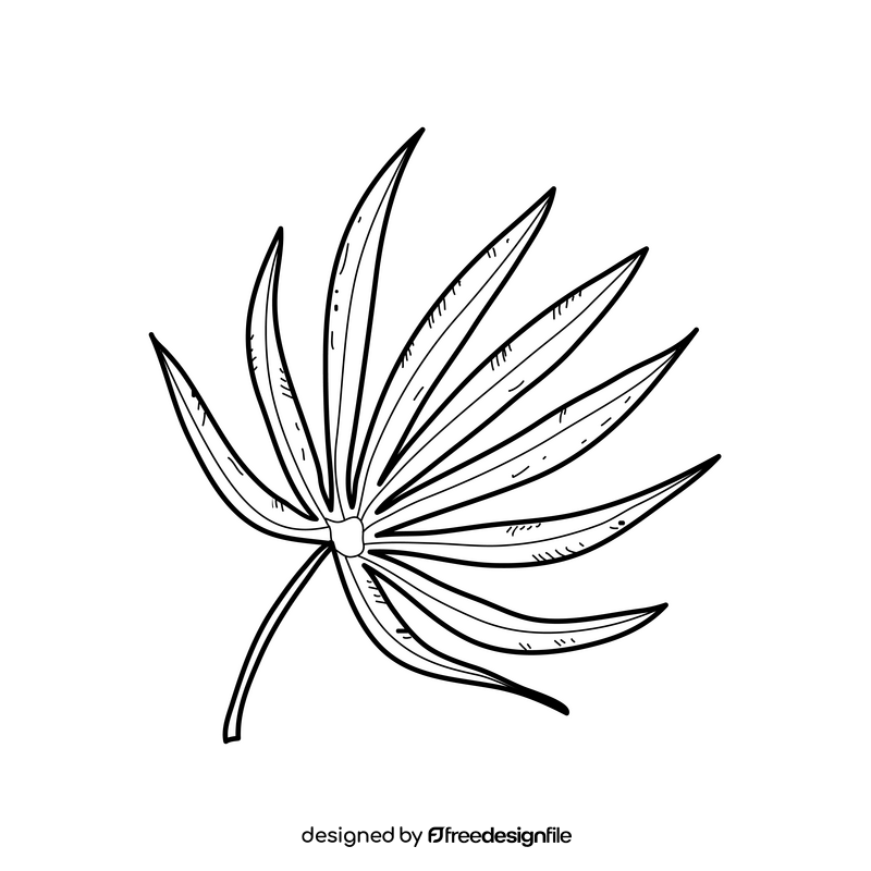 Tropical palm tree leaf drawing black and white clipart