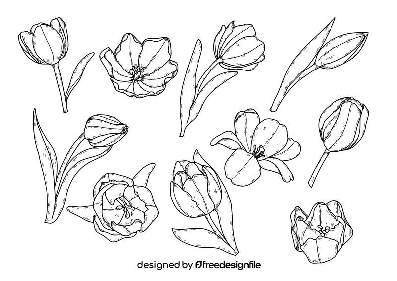 Tulips flower drawing black and white vector