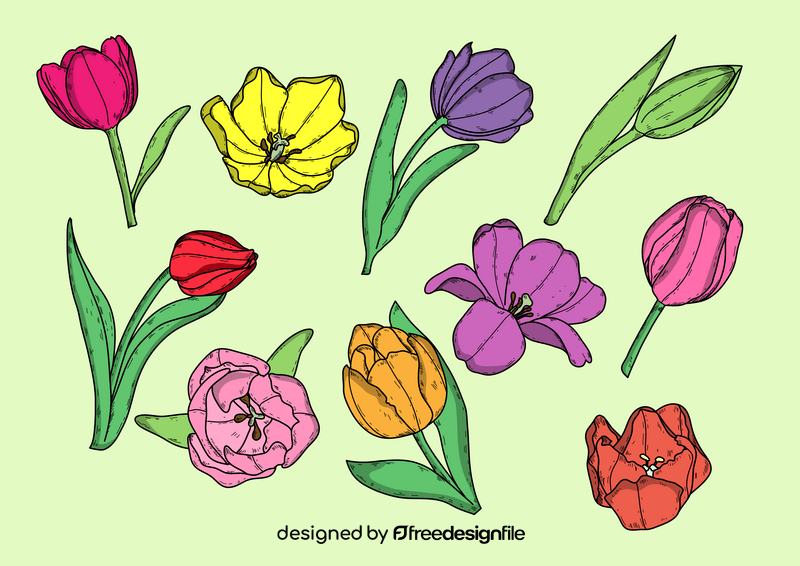 Tulips flower drawing vector