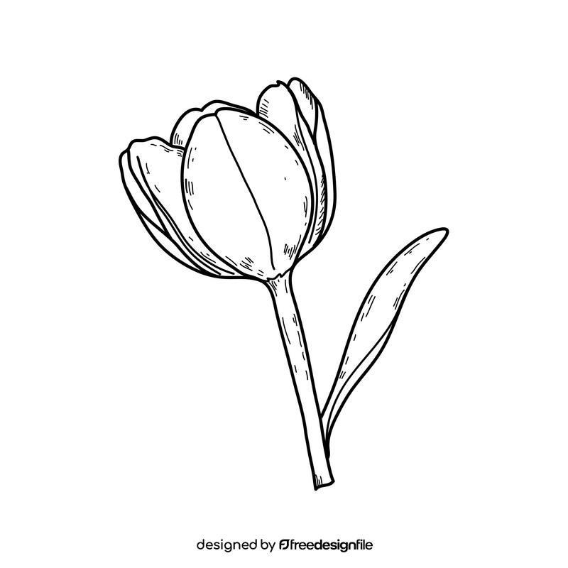 Tulip flower drawing black and white clipart