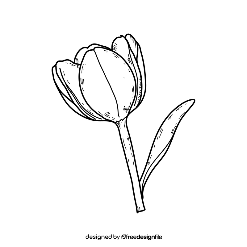 Tulip flower drawing black and white clipart free download