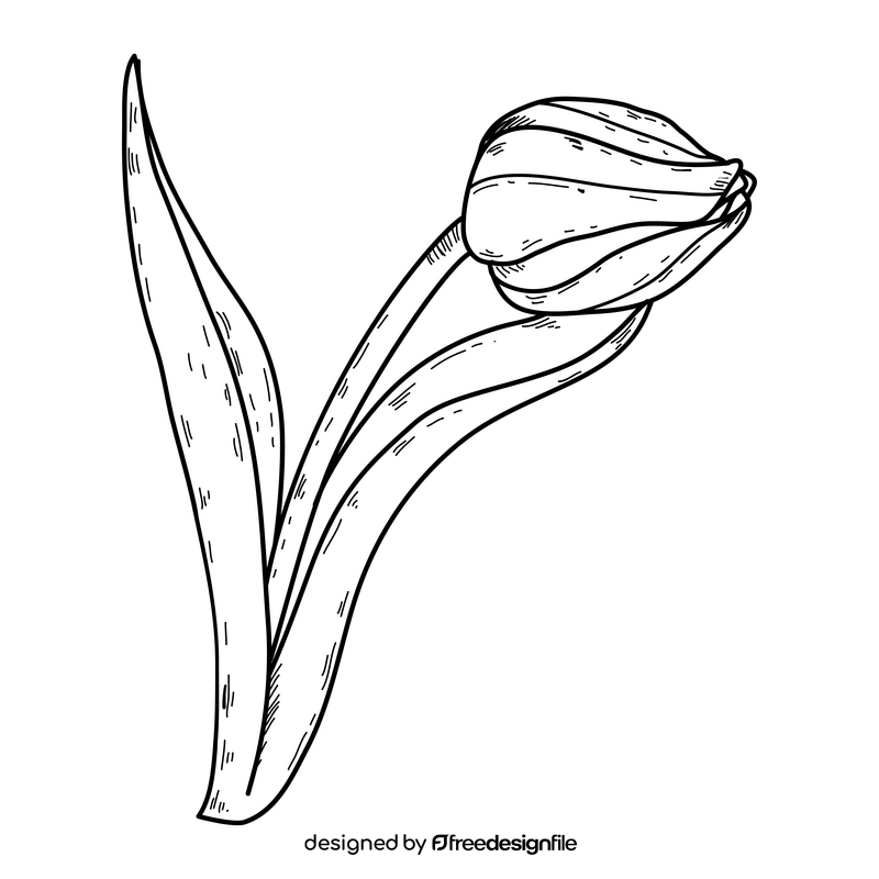 Red tulip drawing black and white clipart