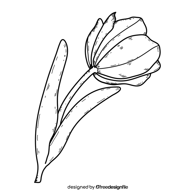 Tulip drawing black and white clipart