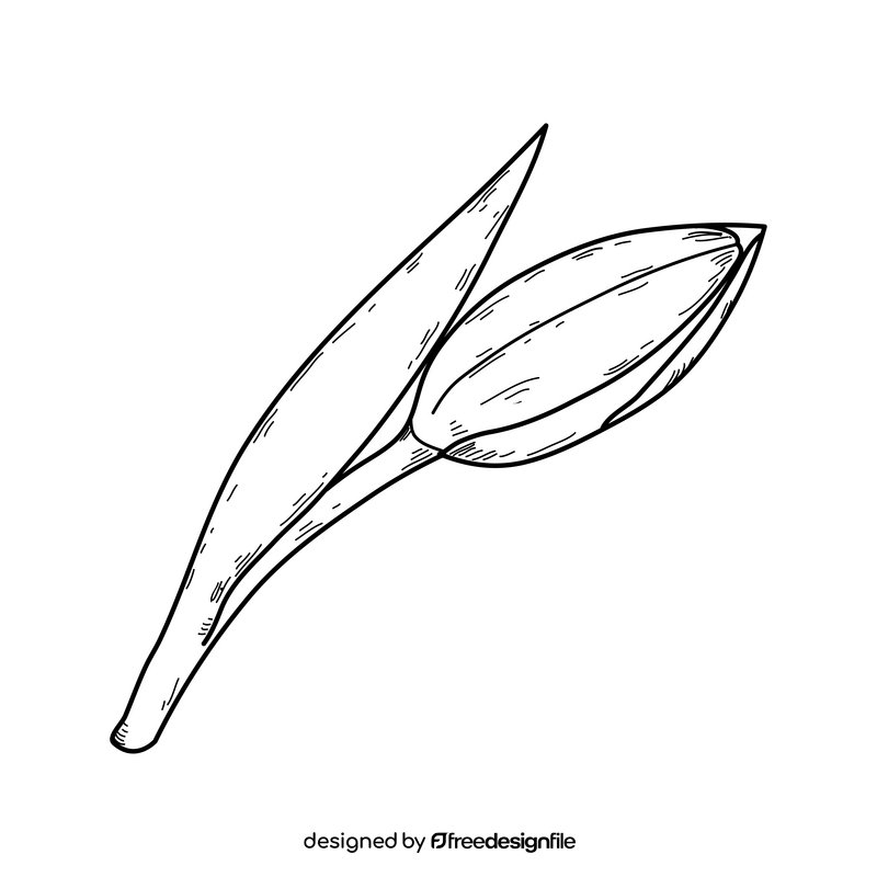 Closed tulip bud drawing black and white clipart