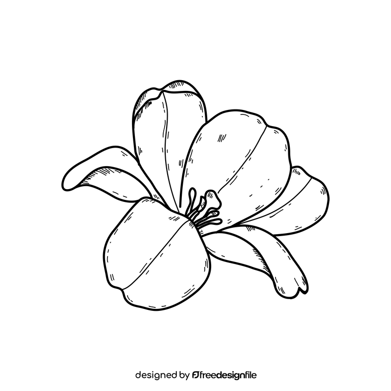 Purple opened up tulip flower drawing black and white clipart
