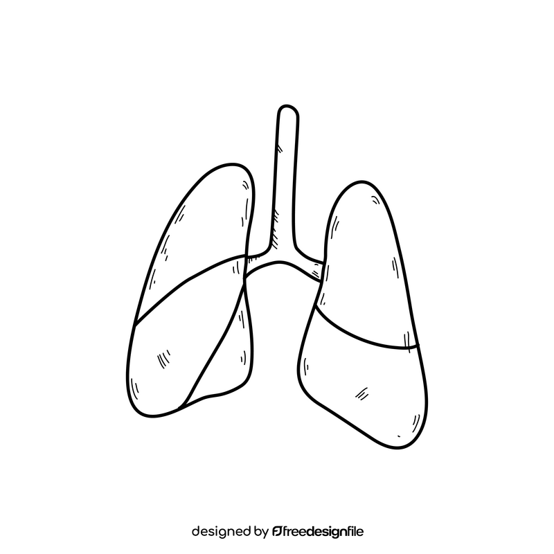 Lungs 2 | Respiratory system, Human respiratory system, Biology diagrams