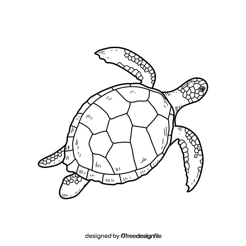 Sea turtle drawing black and white clipart