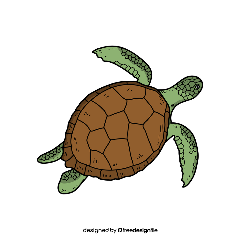 Sea turtle drawing clipart