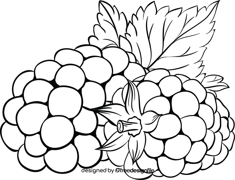 Free blackberry black and white clipart