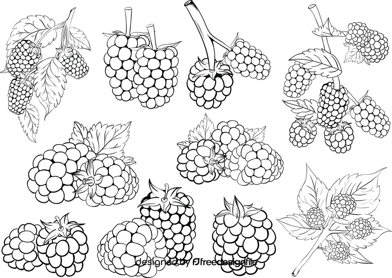 Blackberry set black and white vector