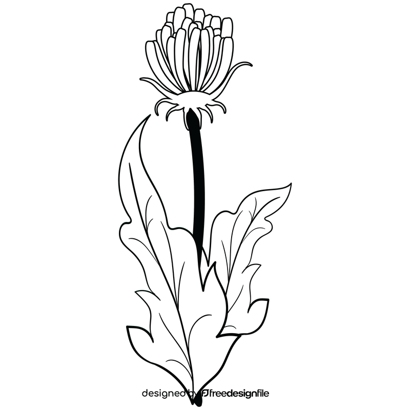 Free dandelion black and white clipart