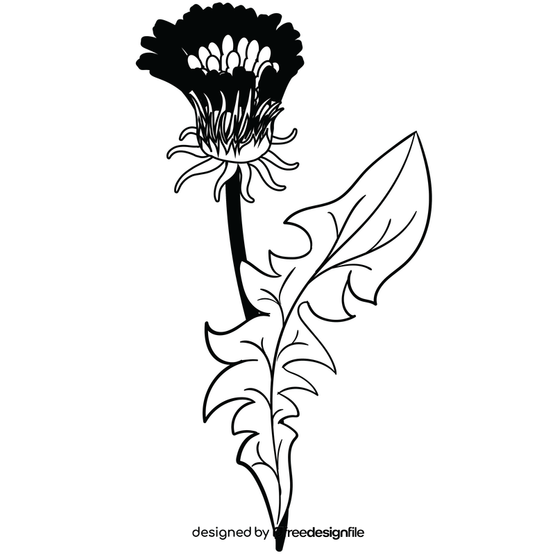 Free dandelion flower black and white clipart