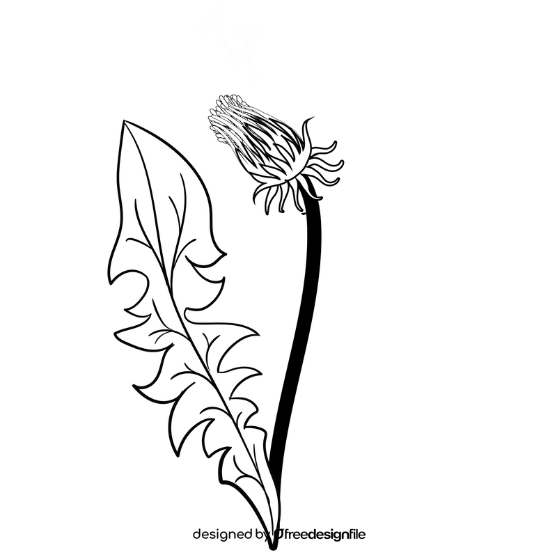 Dandelion leaf black and white clipart