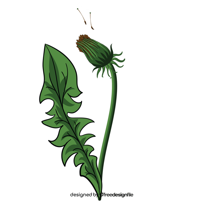 Dandelion leaf clipart