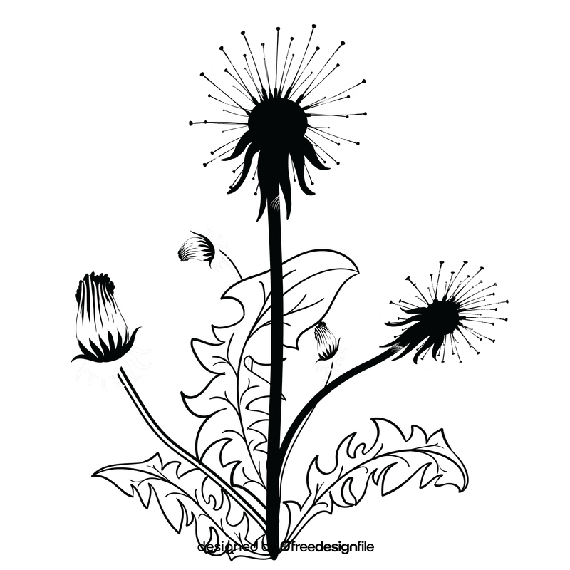 Dandelions black and white clipart